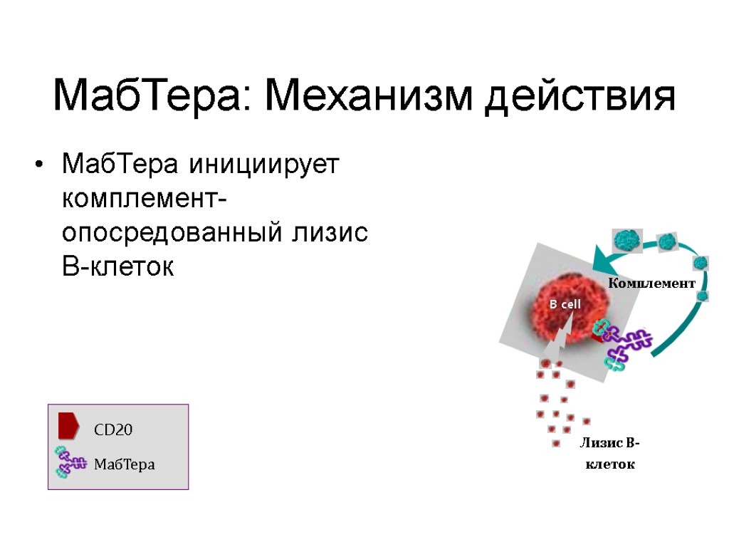 МабТера: Механизм действия МабТера инициирует комплемент-опосредованный лизис В-клеток (Clynes et al, 2000; Reff et